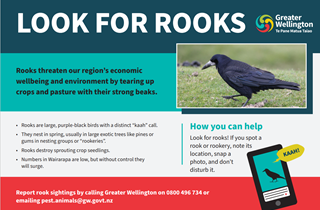 Rook